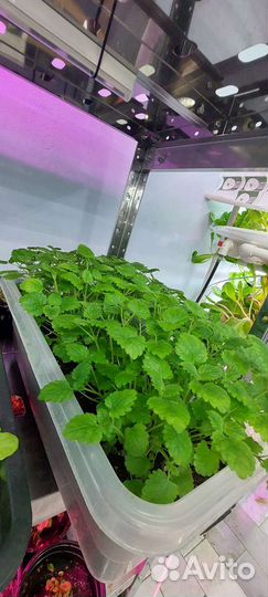 Мелиса лимонная в горшках