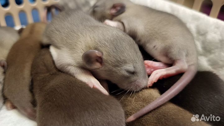 Крысята Бурмиз, Голубые, Чёрные Крыса Дамбо