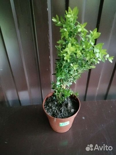 Саженцы самшита