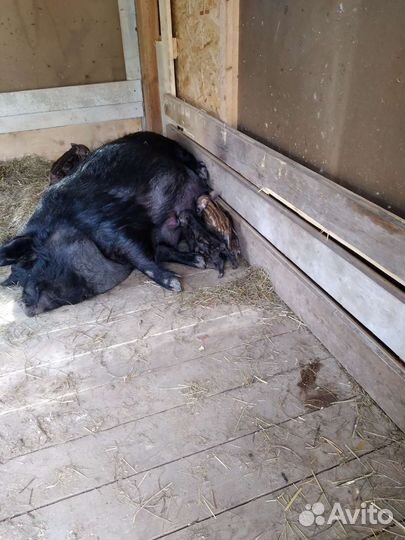 Дикий кабан