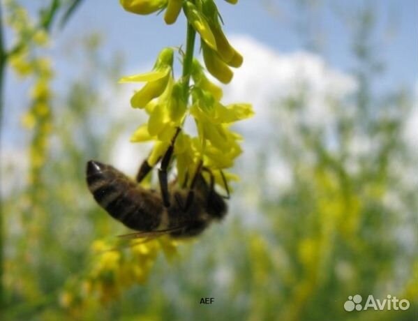 Мед 24 года Алтайский опт