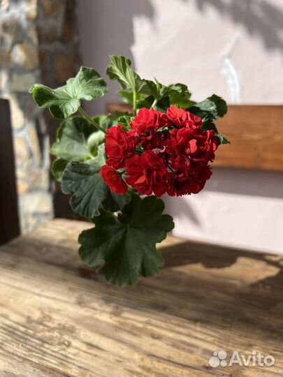 Пеларгония герань