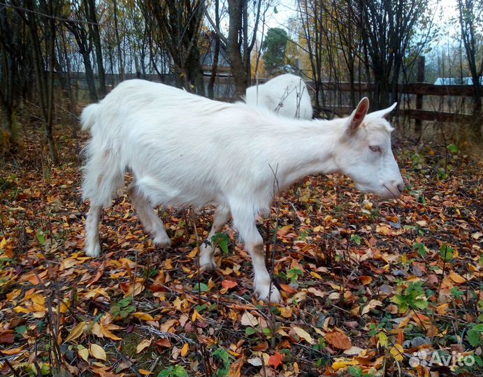 Зааненские козочки - 10 мес. (4 шт.)