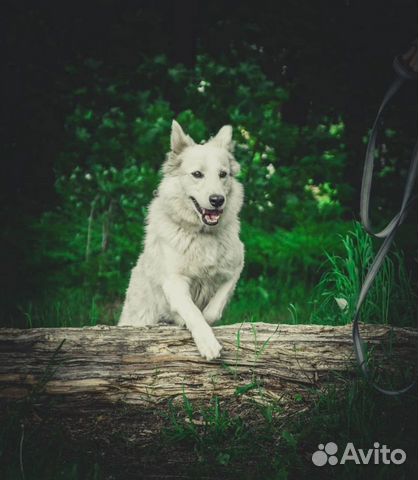 Белая собака Лея (2 года) метис бшо объявление продам