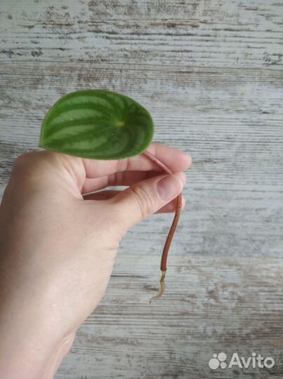 Черенки комнатных растений