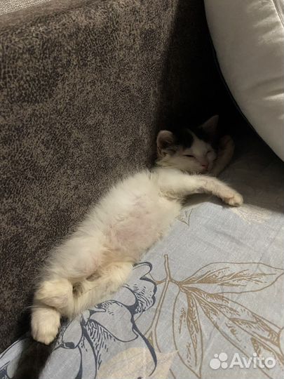 Котята бесплатно