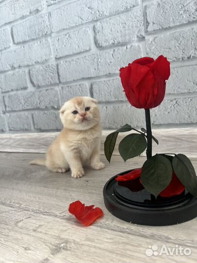 Шотландский вислоухий котенок