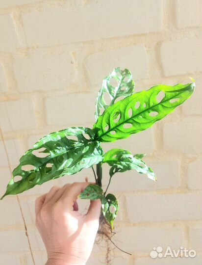 Монстера обликва Перу