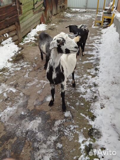 Нубийские козы