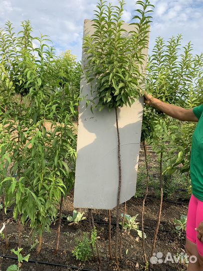 Сакура Альба плена