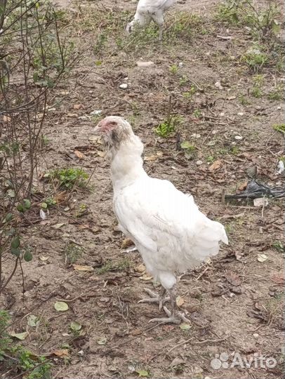 Бойцовые петух