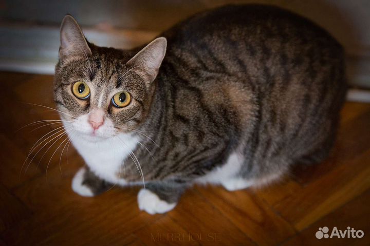 Котик Борька мечтает о семье