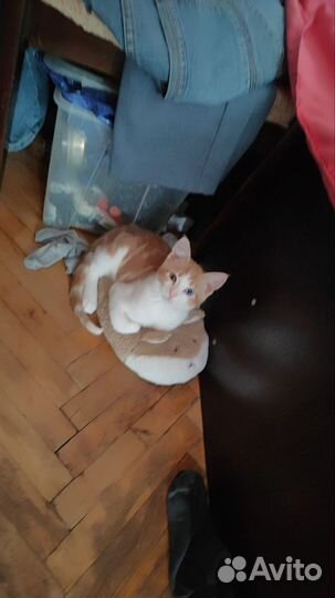 Котик бесплатно