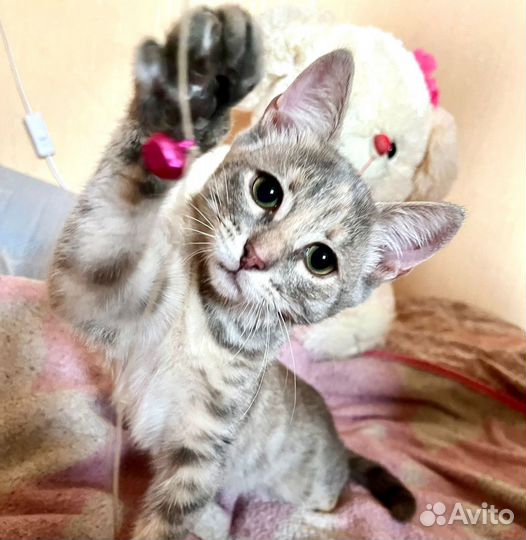 Жемчужная нежная принцесса Грейс ищет дом