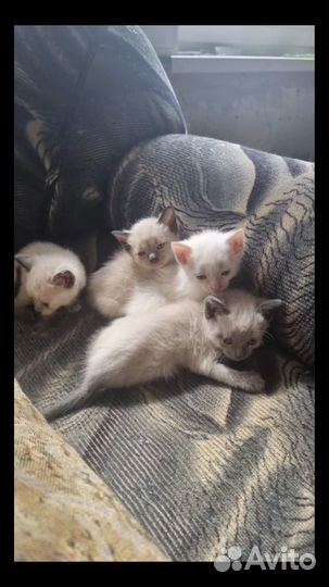 Сиамские котята