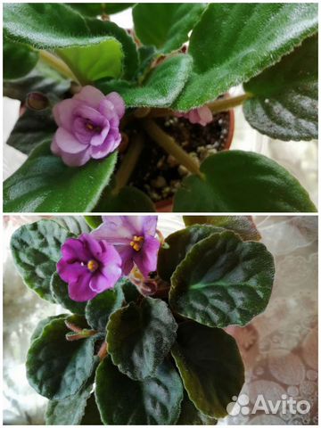 Фиалка молодая