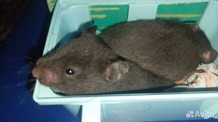 Сирийские хомячки