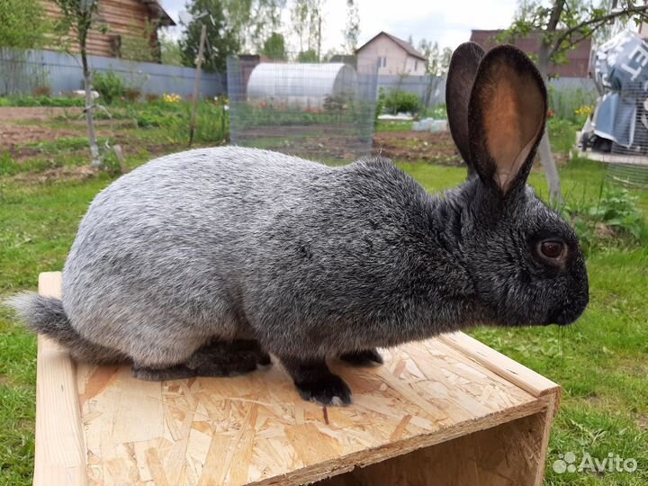 Кролик