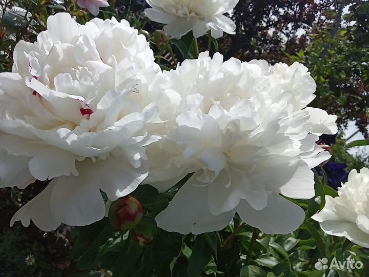 Пион Фестива Максима