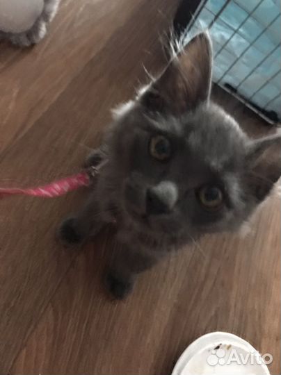 Отдам котенка в добрые руки