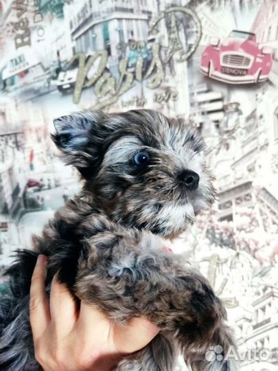 Голубоглазая девочка бивер Йорк