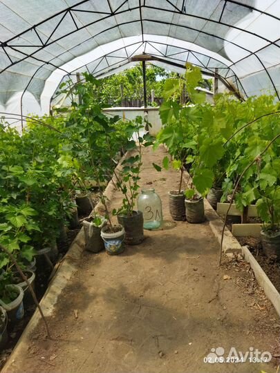 Саженцы ягодных культур