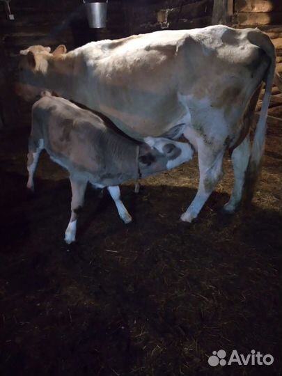 Молодняк,коровы с телятами