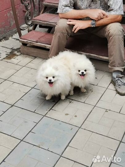 Вязка. Померанский шпиц