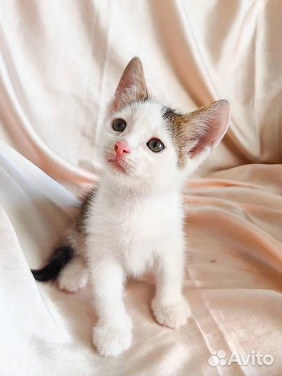 Котятки мальчики :)