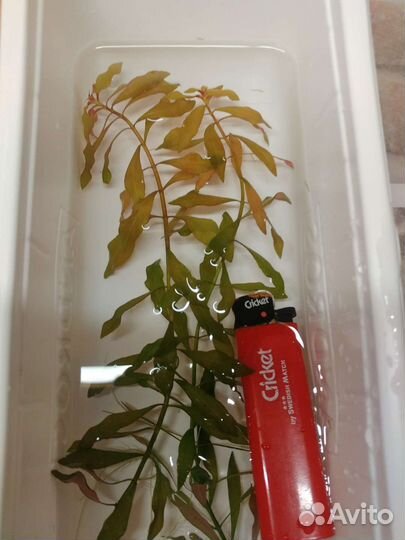 Растения для аквариума