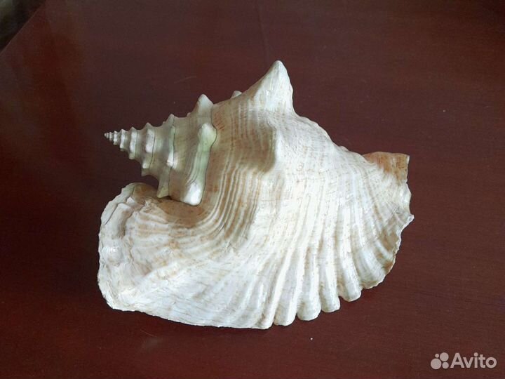 Раковина морская с берегов Кубы