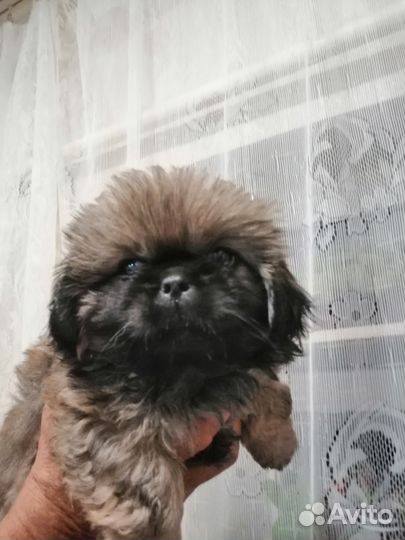 Щенки пекинеса