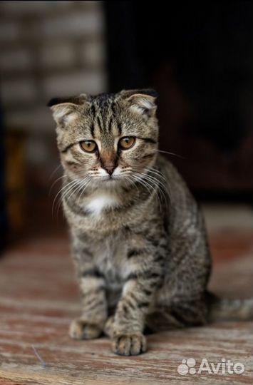 Кошка в дар бесплатно