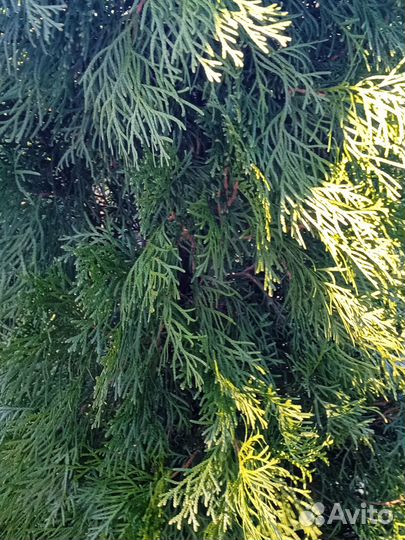 Туя смарагд 160см