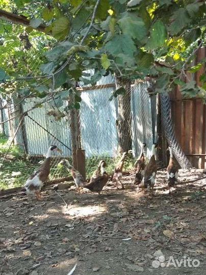 Бегунки индийские