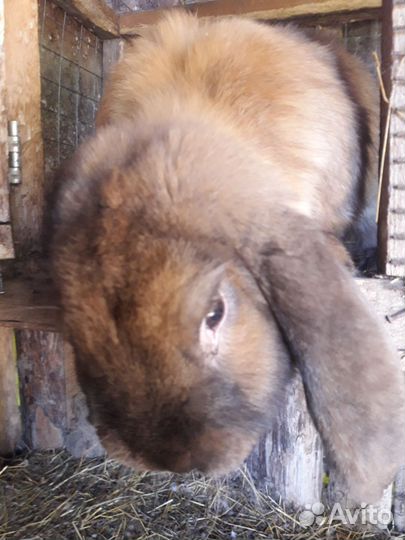 Обмен кролами