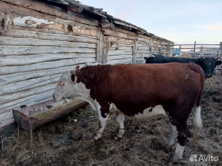 Телки герефорд