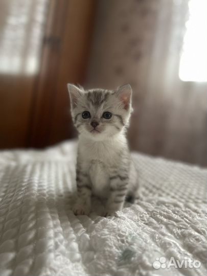 Мраморные котята