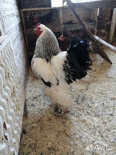 Петух Брама