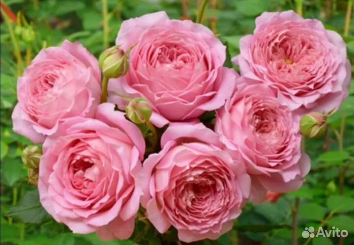 Роза Джубили Селебрейшен саженцы осень 2023г