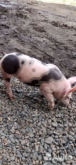 Чистопородные пьетрен макстер