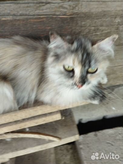 Два мальчика и две девочки