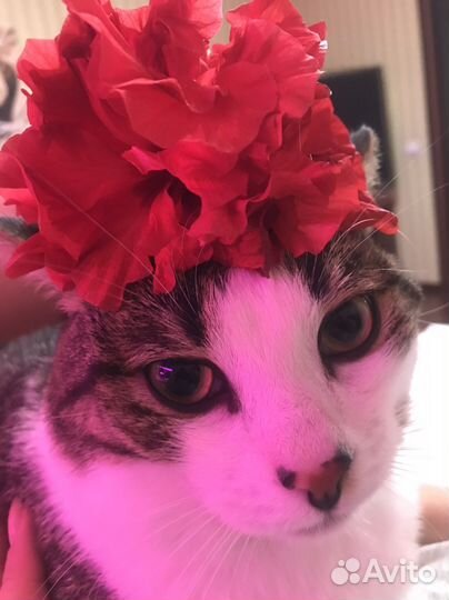 Китайская роза