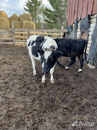 Бычки и телята