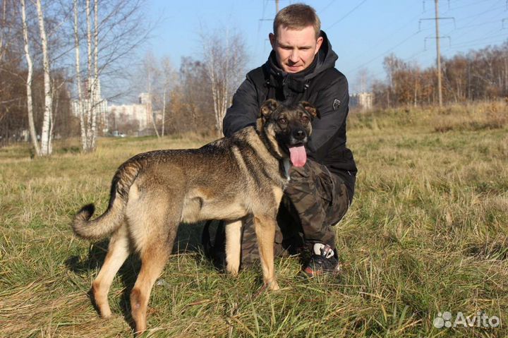 Собака в добрые руки отдам бесплатно