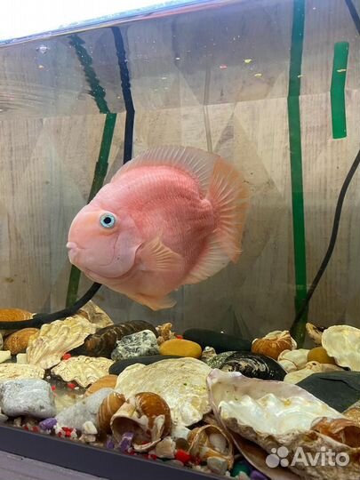 Продам рыбу