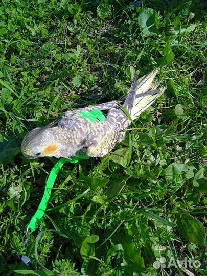 Продам попугаев