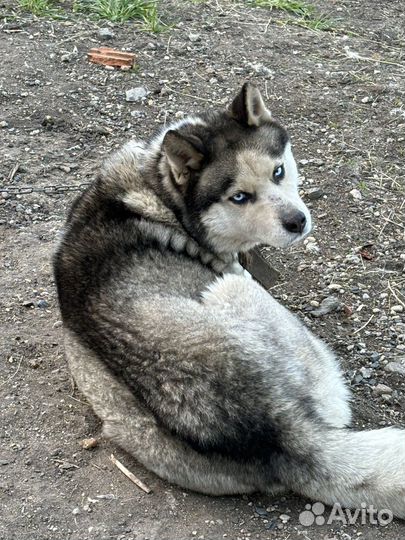 Хаски в добрые руки