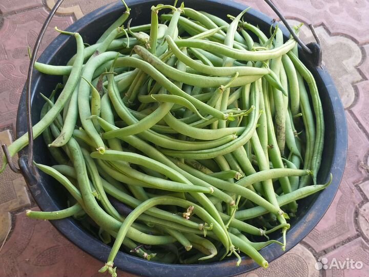 Спаржевая фасоль