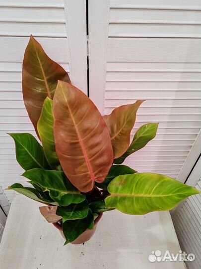 Филодендрон принц оранж 3 в 1 - 17/50